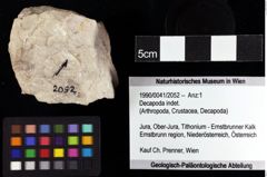 Foto (Objket + Etiketten) von Decapoda indet. 